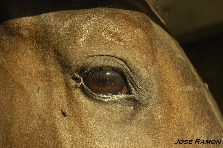 Foto de Trebujena (Cádiz), España