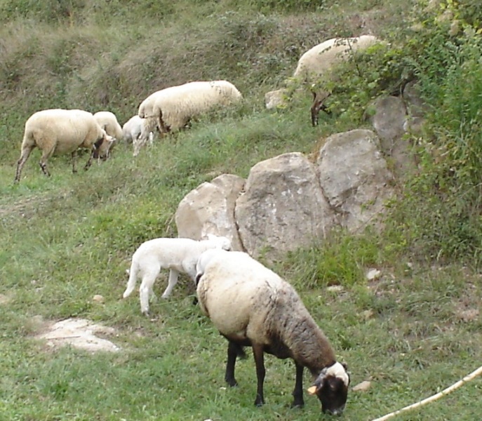 Foto de Campdevànol (Girona), España
