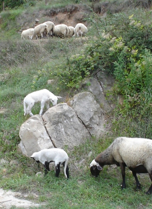 Foto de Campdevànol (Girona), España