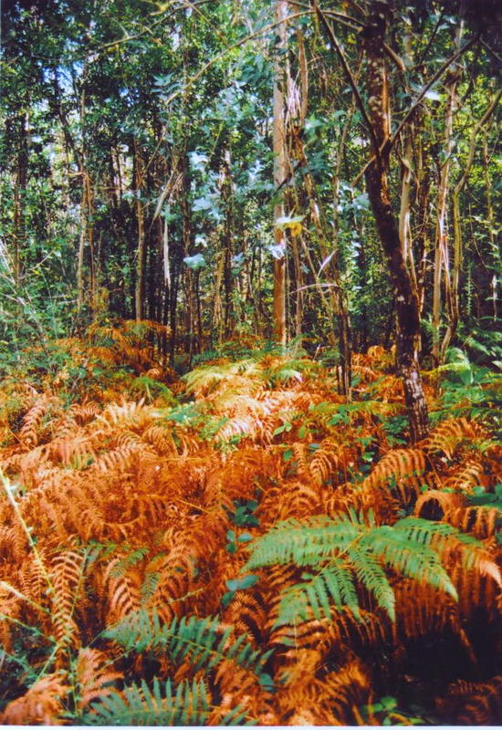 Foto de Pontedeume (A Coruña), España