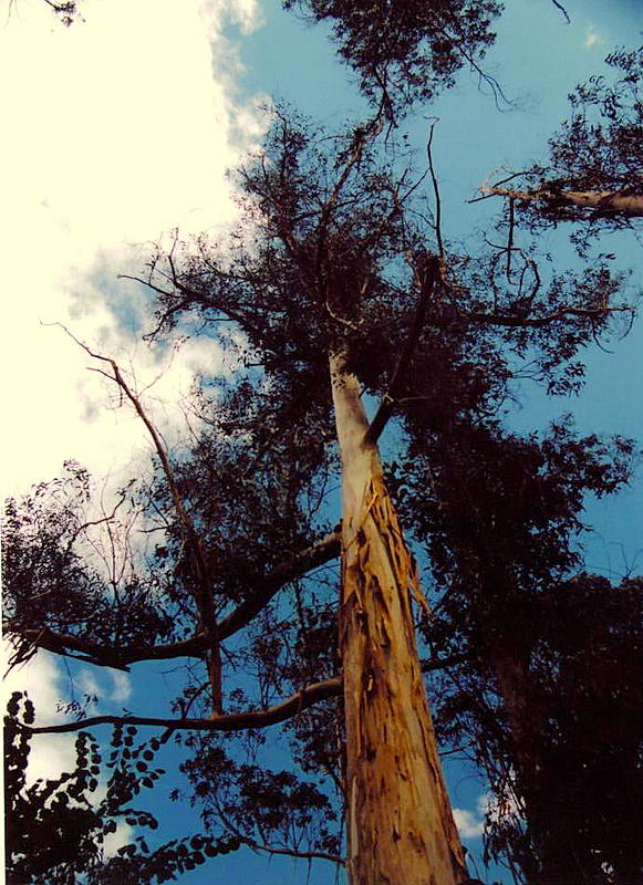 Foto de Pontedeume (A Coruña), España
