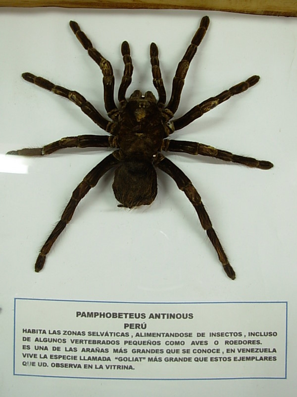 Foto de Vicuña, Chile