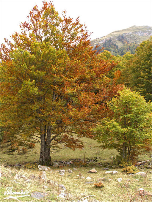 Foto de Es Bòrdes (Lleida), España