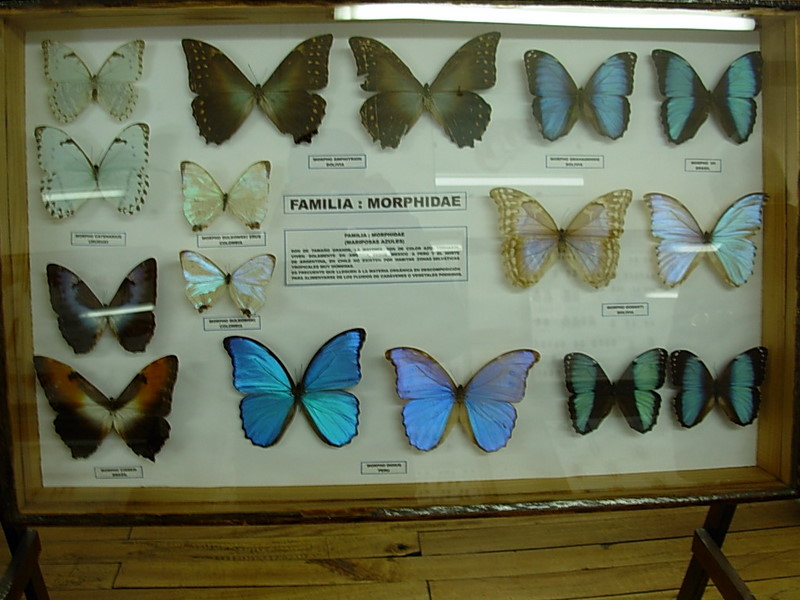 Foto de Vicuña, Chile