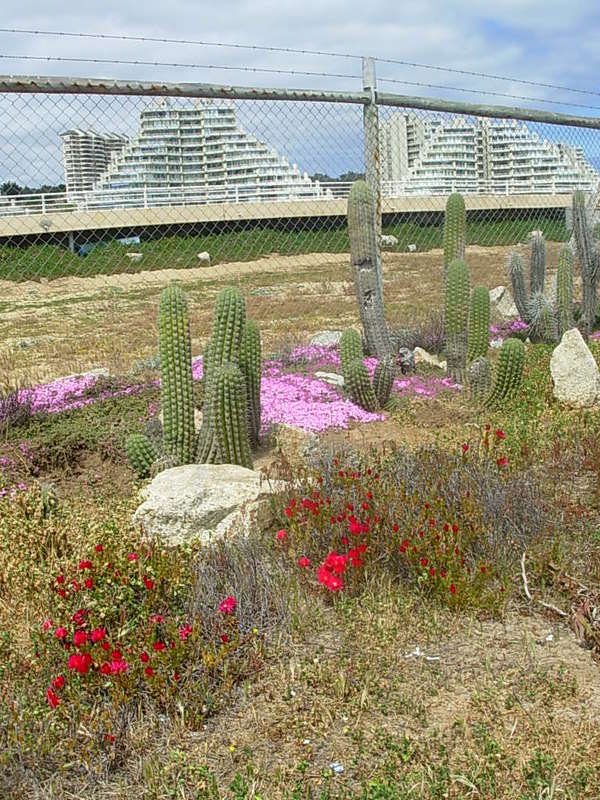 Foto de Algarrobo, Chile