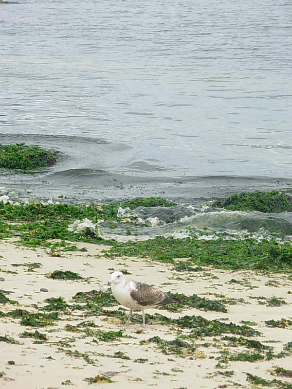 Foto de Algarrobo, Chile