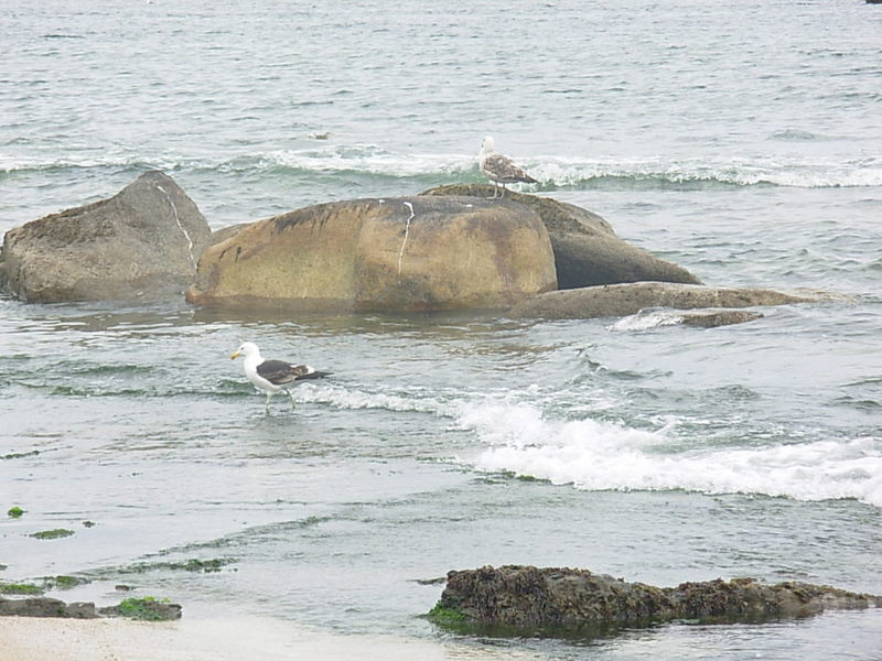 Foto de Algarrobo, Chile