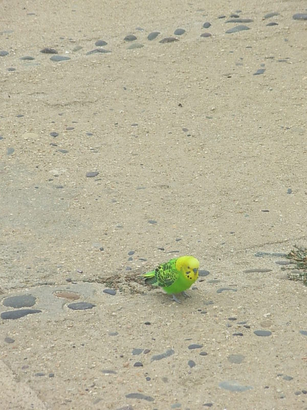 Foto de Algarrobo, Chile