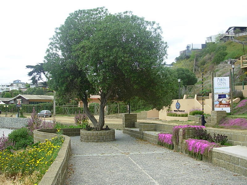 Foto de Algarrobo, Chile