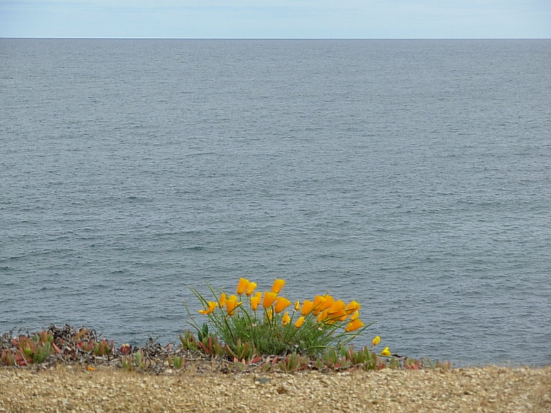 Foto de Algarrobo, Chile