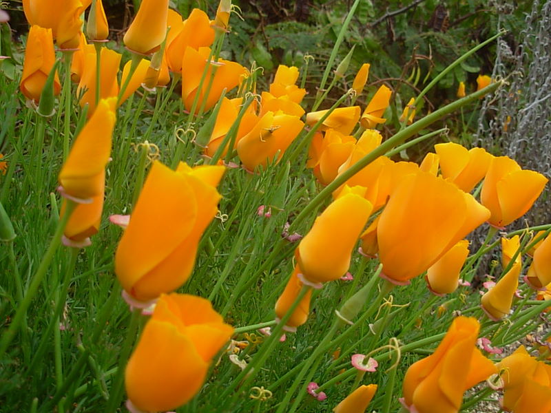 Foto de Algarrobo, Chile