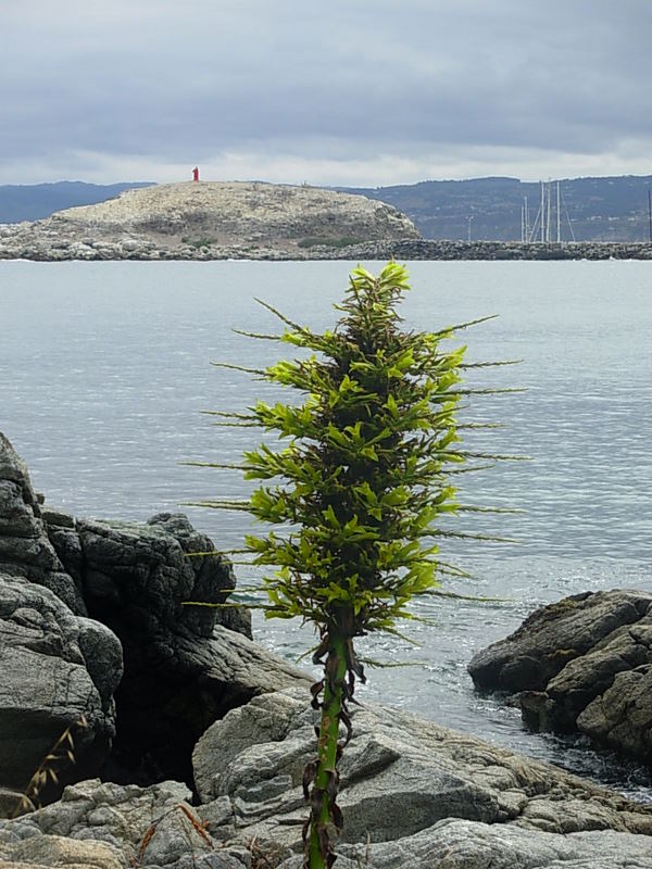 Foto de Algarrobo, Chile