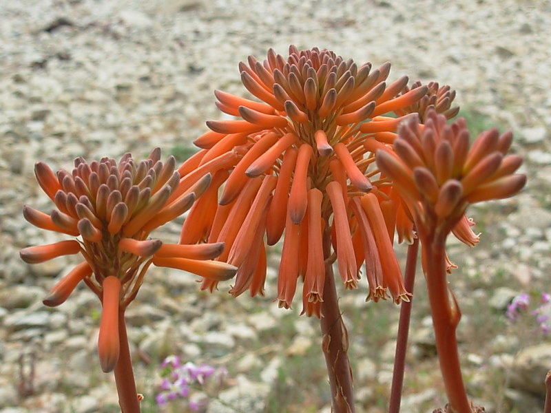 Foto de Algarrobo, Chile