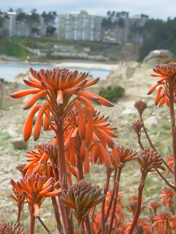Foto de Algarrobo, Chile