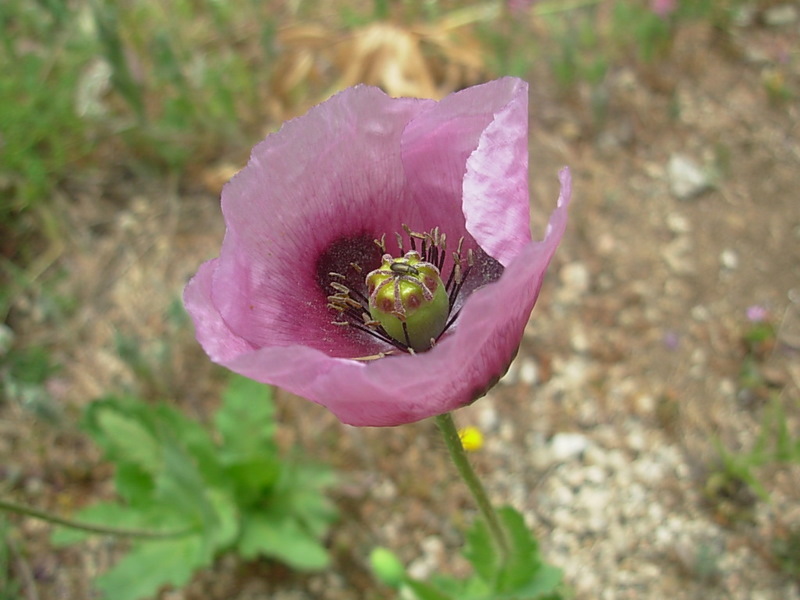 Foto de Algarrobo, Chile