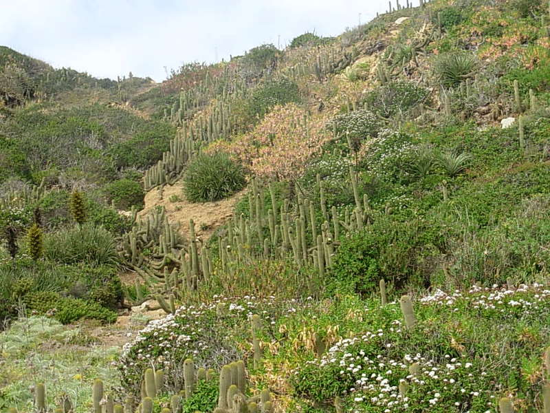 Foto de Algarrobo, Chile