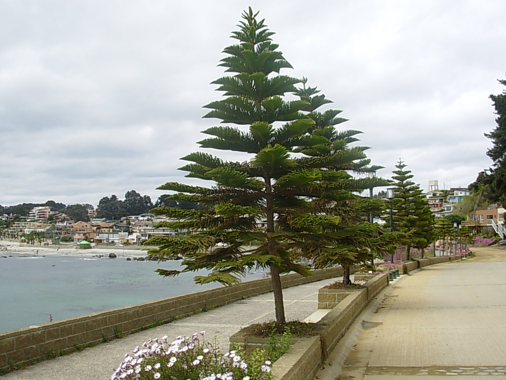 Foto de Algarrobo, Chile