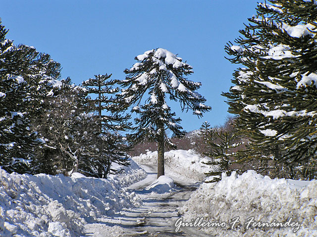 Foto de Araucanía, Chile