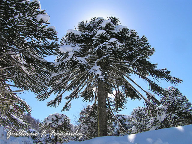 Foto de Neuquén - Patagonia Argentina, Argentina
