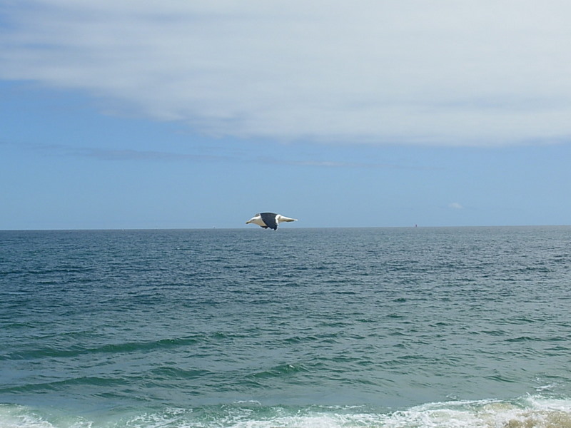 Foto de Algarrobo, Chile
