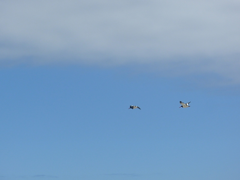 Foto de Algarrobo, Chile