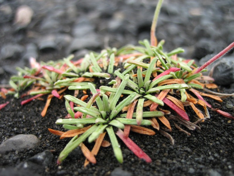 Foto de Islandia, Islandia