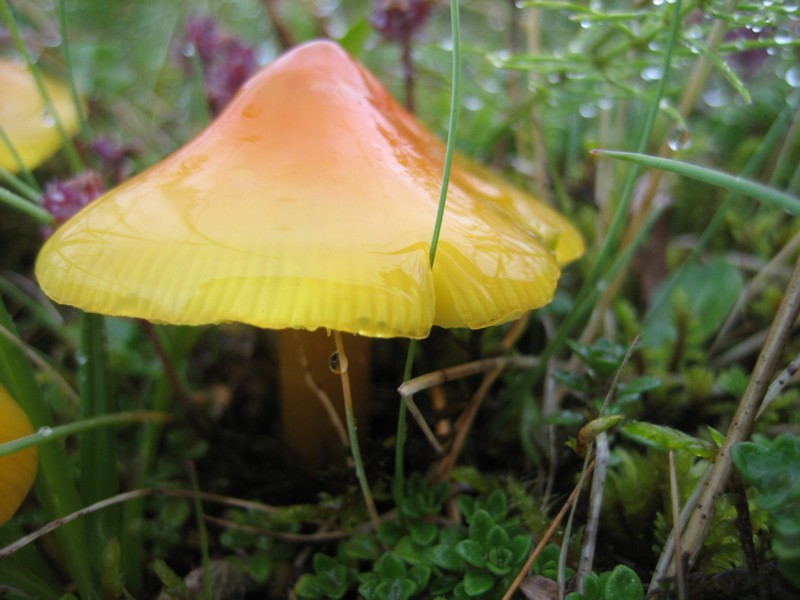 Foto de Islandia, Islandia