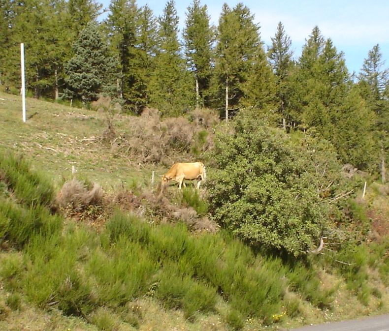Foto de Setcases (Girona), España