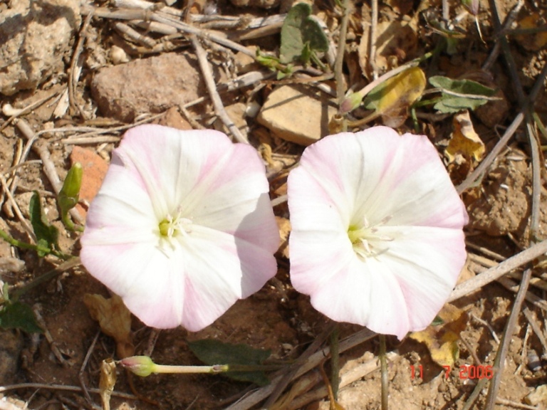 Foto de Mallorca (Illes Balears), España