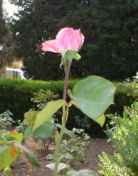 Foto de Mallorca (Illes Balears), España