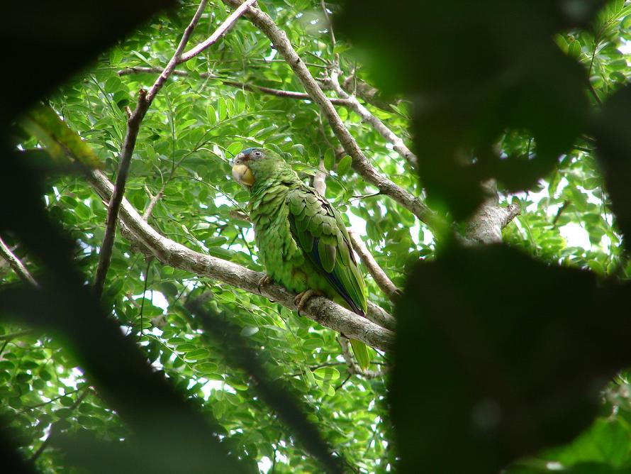 Foto de Monte Verde, Costa Rica