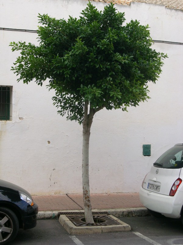 Foto de Es Castell - Menorca (Illes Balears), España