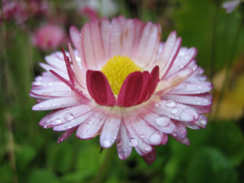 Foto de Islandia Este, Islandia