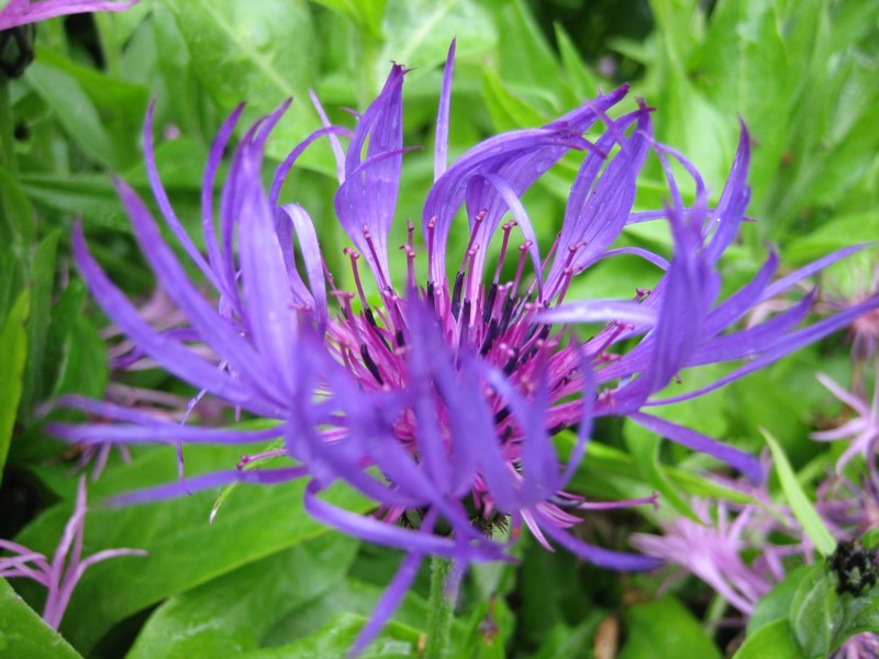 Foto de Islandia Este, Islandia