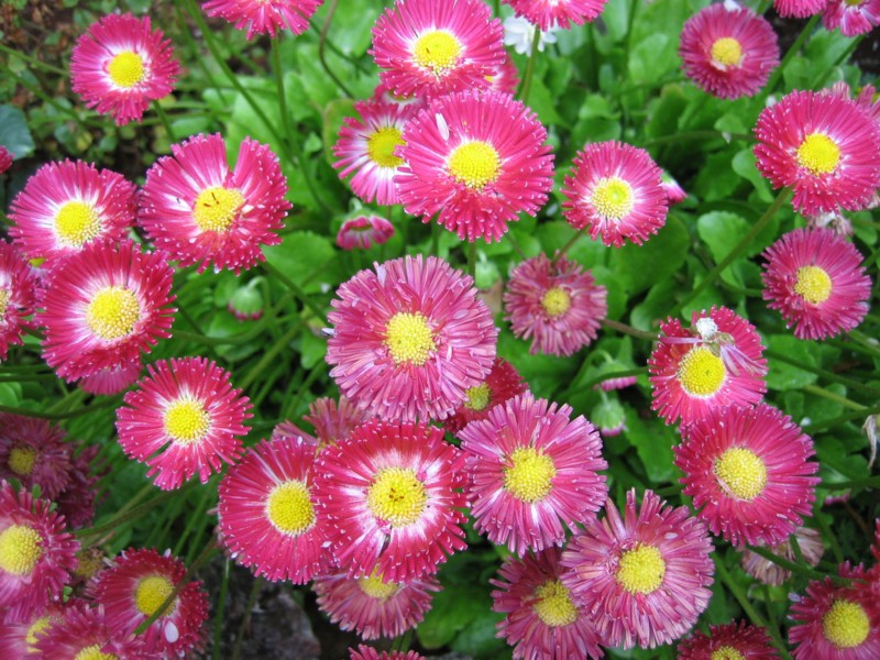 Foto de Islandia Este, Islandia