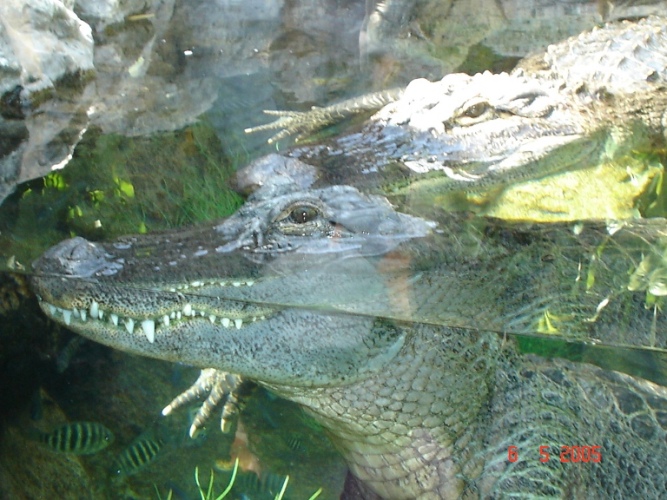 Foto de Tenerife (Santa Cruz de Tenerife), España