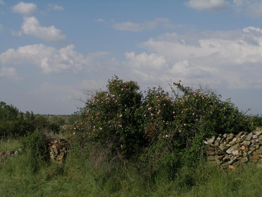 Foto de Curillas (León), España