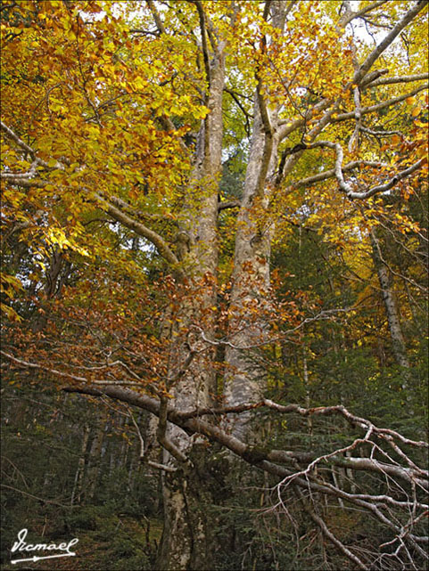 Foto de Torla (Huesca), España