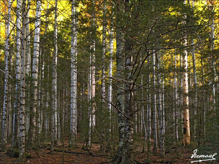 Foto de Torla (Huesca), España