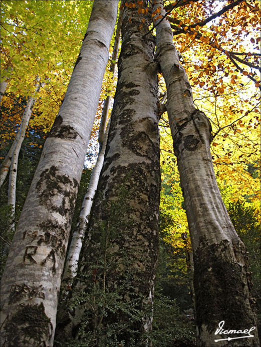 Foto de Torla (Huesca), España