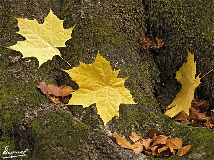 Foto de Torla (Huesca), España