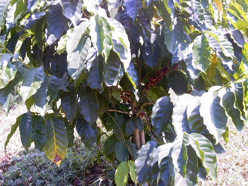 Foto de Palmares, Costa Rica