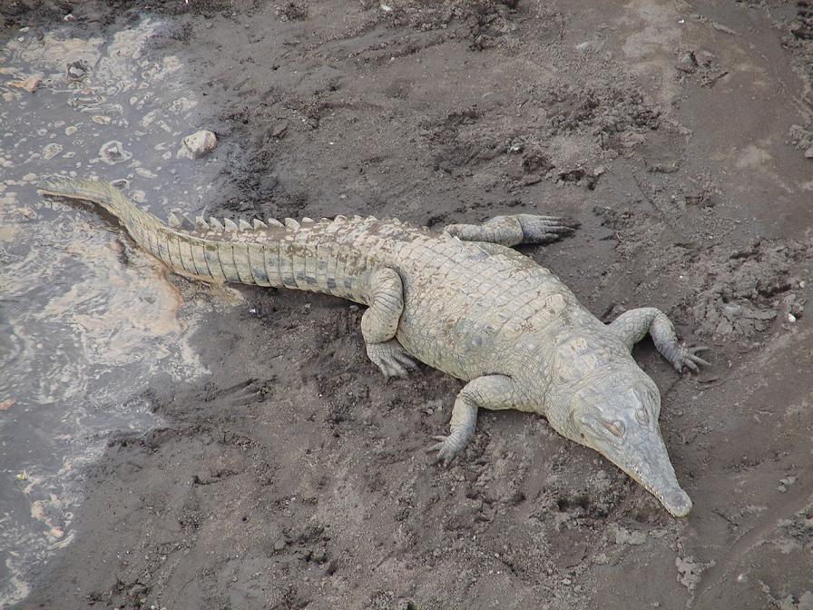 Foto de Tarcoles, Costa Rica