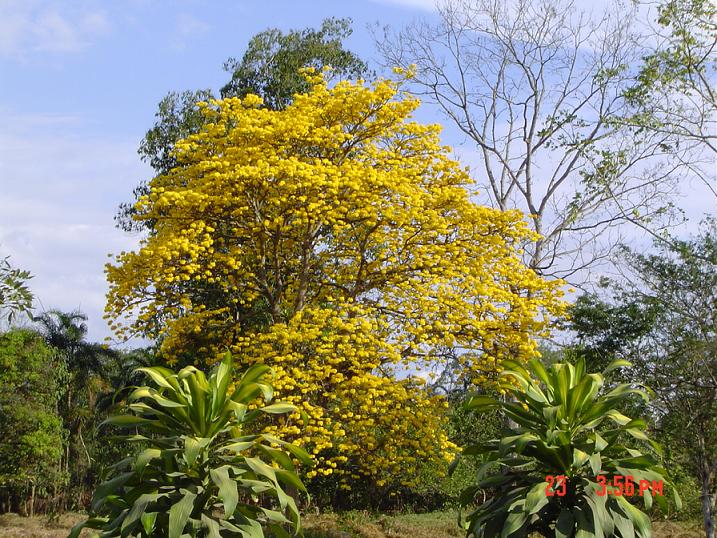 Foto de Perez Zeledon, Costa Rica
