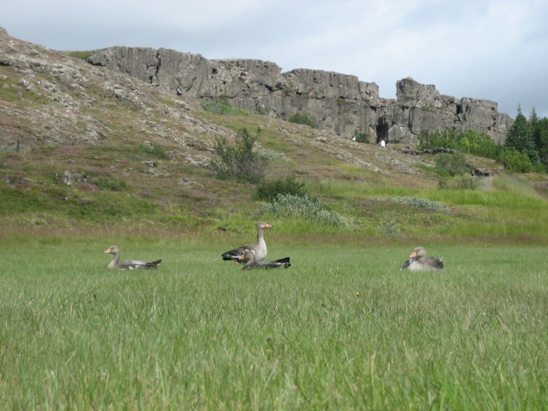 Foto de Thingvellir, Islandia