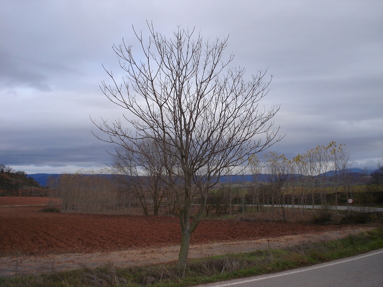 Foto de Logroño (La Rioja), España