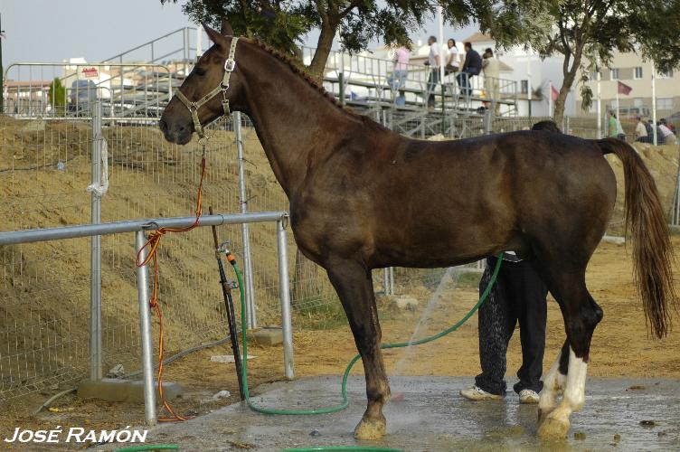 Foto de Trebujena (Cádiz), España