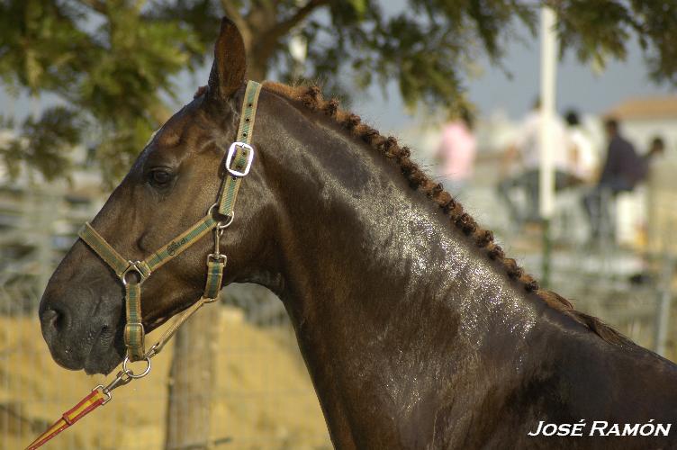 Foto de Trebujena (Cádiz), España