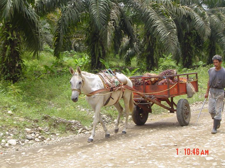 Foto de Corredores, Costa Rica
