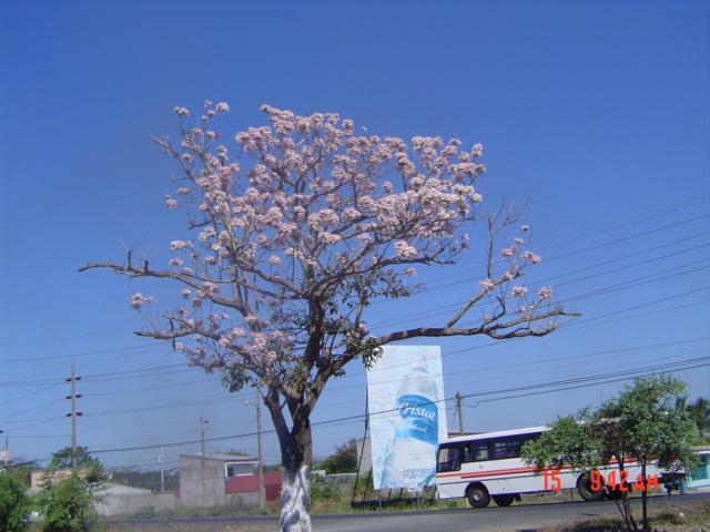 Foto de Esparza, Costa Rica